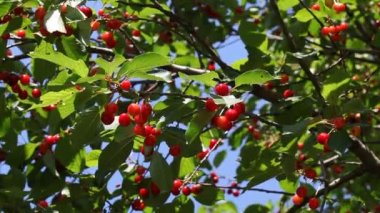 Tarım, kırmızı kiraz meyve ağacı dalı