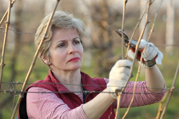 Agricultura, poda en viñedo — Foto de Stock