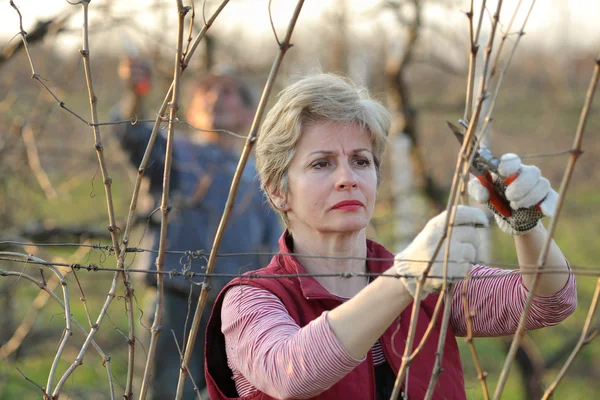 Сільське господарство, обрізка в винограднику — стокове фото