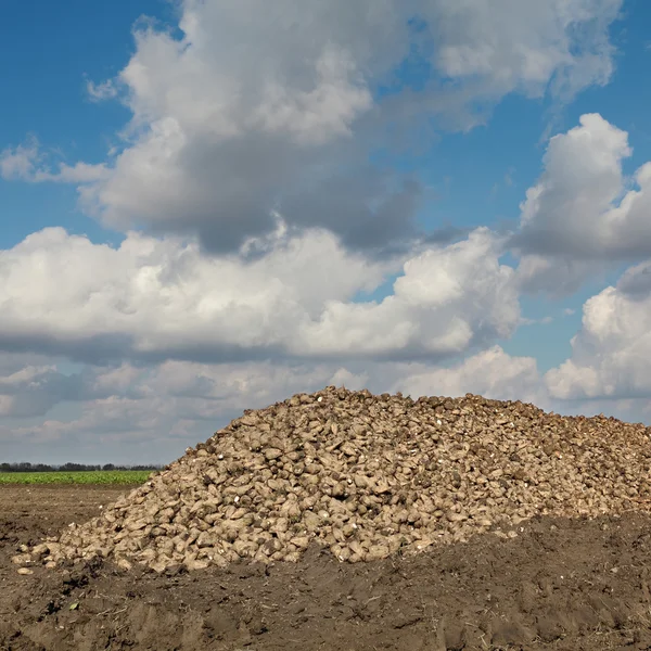 Zemědělství, cukrové řepy, kořenové sklizeň v poli — Stock fotografie