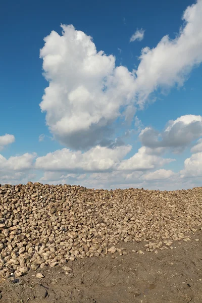 Agricoltura, barbabietola da zucchero, raccolta delle radici in campo — Foto Stock