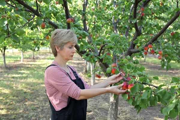 Jordbruk, kvinnliga jordbrukare i aprikos orchard — Stockfoto