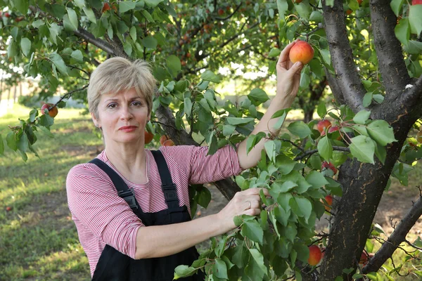 Agricoltura, agricoltrice in un frutteto di albicocche — Foto Stock