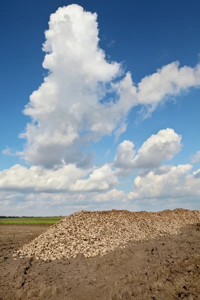 Agricultura, remolacha azucarera, cosecha de raíces en el campo — Foto de Stock