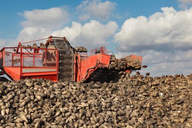 Tarım, şeker pancarı, alanında hasat kök