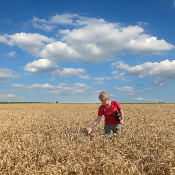 Landbouw, agronoom onderzoeken tarweveld — Stockfoto