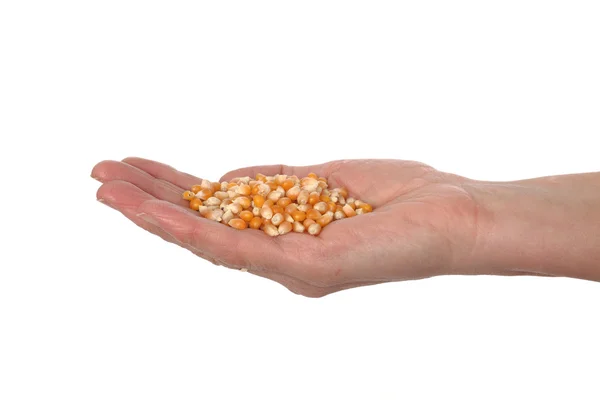 Maïs voor het maken van popcorn in de hand — Stockfoto