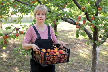 Tarım, çiftçi kayısı Bahçesi