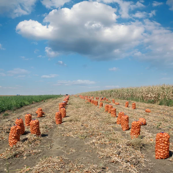 Сельскохозяйственная сцена, мешки лука в поле после сбора урожая — стоковое фото
