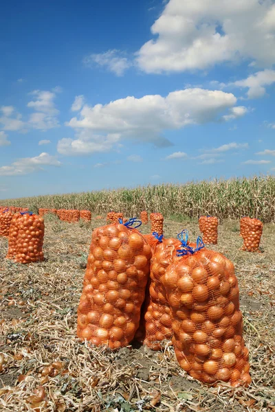 Scène agricole, sacs d'oignon dans le champ après la récolte — Photo