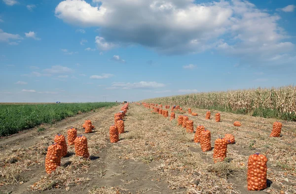 Cena agrícola, sacos de cebola no campo após a colheita Imagem De Stock