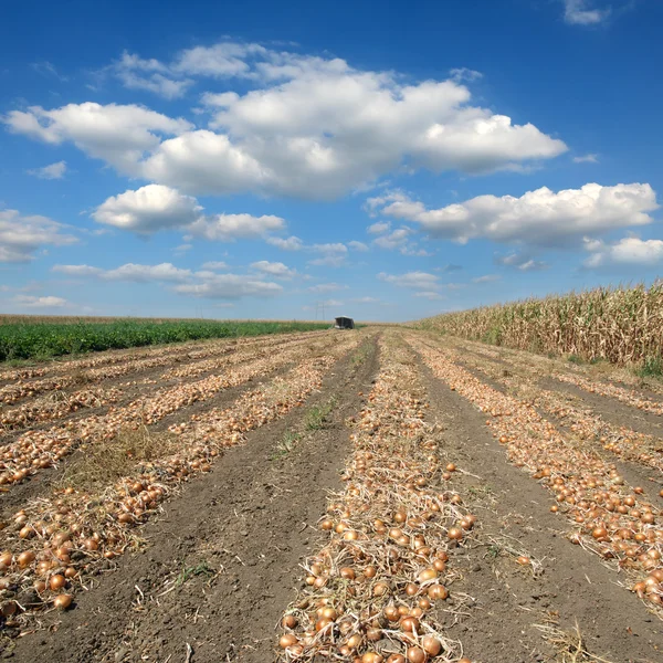 Scène agricole, oignon dans le champ après la récolte Images De Stock Libres De Droits