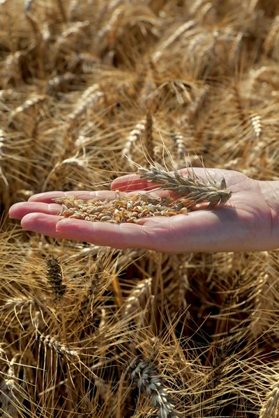 Agricultural concept, wheat in hand — Stock Photo, Image