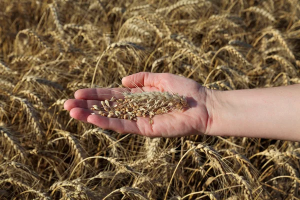 Concepto agrícola, trigo en mano —  Fotos de Stock