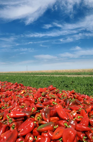 Mezőgazdaság, piros paprika területén Stock Kép