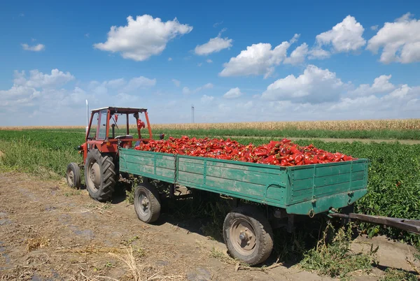 Landbouw, rode paprika in veld Rechtenvrije Stockfoto's