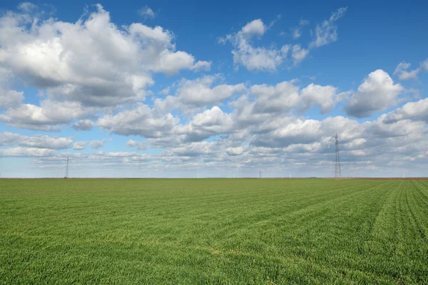 Jordbruks scen, vete fält — Stockfoto