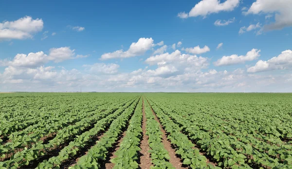 Scène agricole, champ de tournesol — Photo