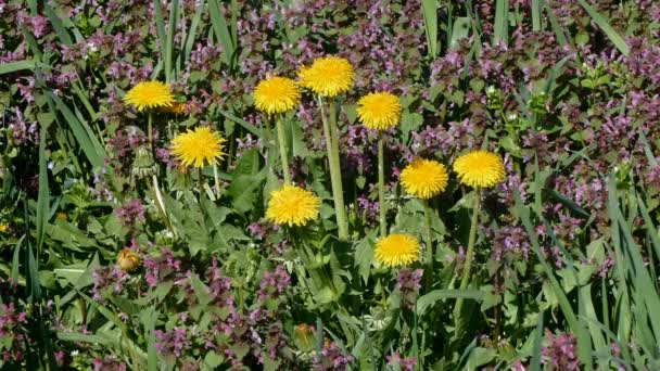 Flores en el prado en primavera — Vídeos de Stock