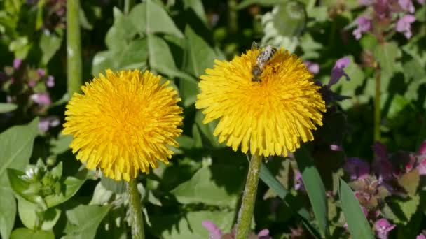 Flores de primavera, diente de león y abeja — Vídeos de Stock