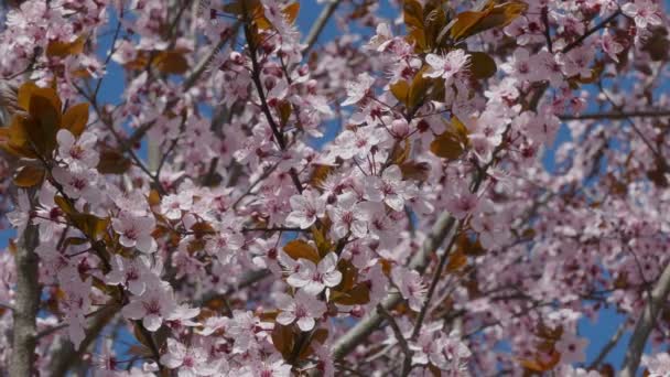 Цветущие розовые сливы весной — стоковое видео