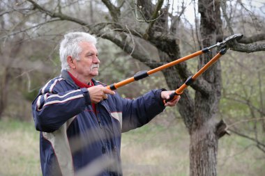 Tarım, meyve bahçesinde çalışan üst düzey erkeğin budama