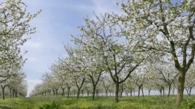 Bahar içinde çiçek açan kiraz meyve bahçesi