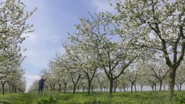 Çiçek açması kiraz ağaçları bahar ve çiftçi veya çiçek teftiş Ziraat Mühendisi