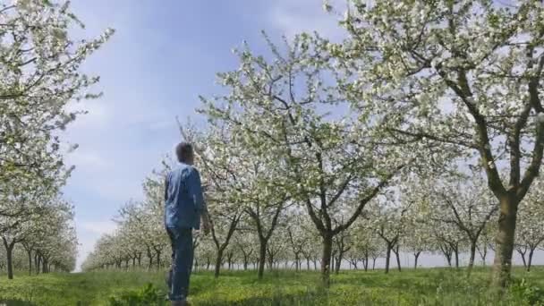 Blommande körsbärsträd på våren och bonde eller agronom inspekterar blommor — Stockvideo