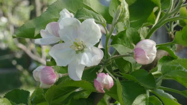 Сельское хозяйство, цветы яблони на ветке деревьев весной — стоковое видео