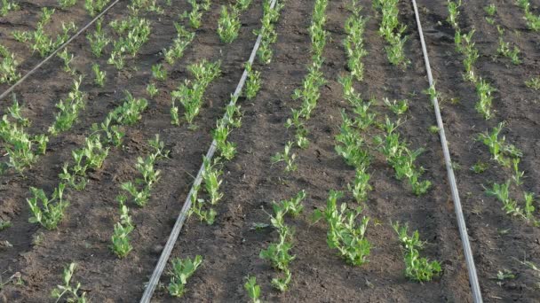 Jordbruk, närbild av pea fält med droppe för droppe bevattningssystem under våren — Stockvideo