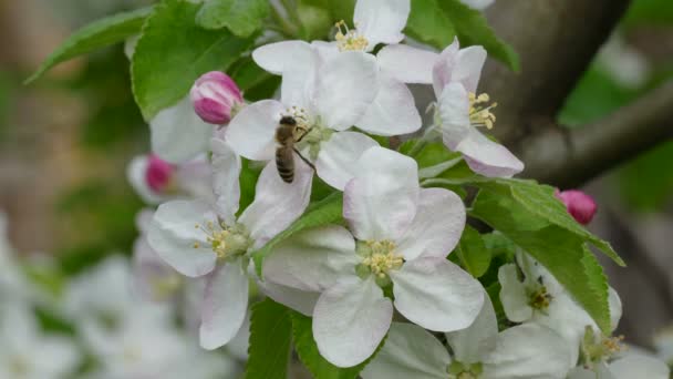 Biene und Hummel an blühenden Apfelbaumblüten — Stockvideo