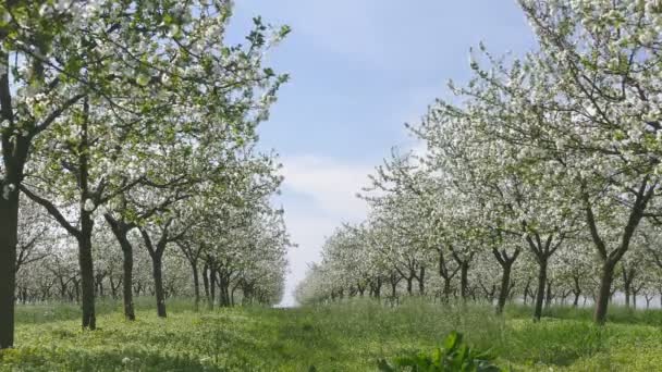 Spring in blooming cherry orchard — Stock Video