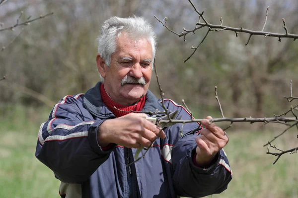 Agriculture, pruning in orchard, senior man working — Stock Photo, Image