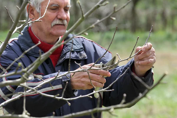 Agricoltura, potatura in frutteto, anziano che lavora — Foto Stock