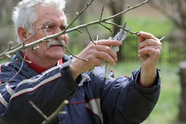 Jordbruk, beskärning i orchard, äldre man som arbetar — Stockfoto