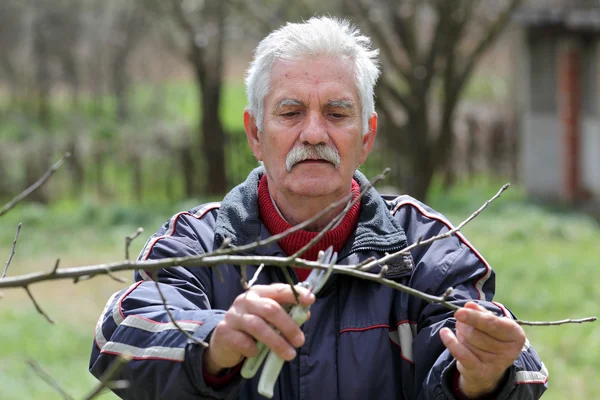 Agriculture, pruning in orchard, senior man working — Stock Photo, Image