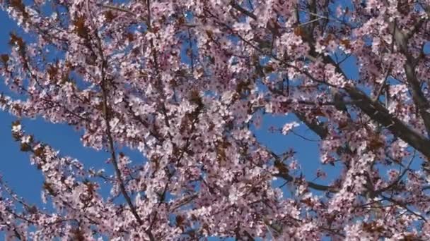 Colorato bello albero di prugne in fiore, fiori rosa — Video Stock