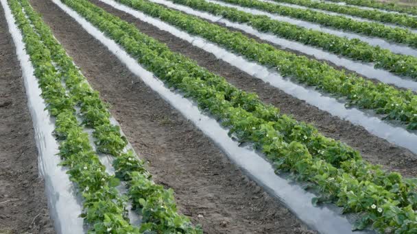 Jordbruk Strawberry Plant fält — Stockvideo