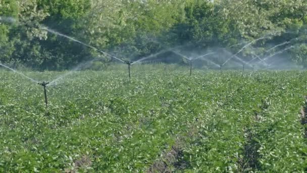 Landbouw, aardappel veld drenken, irrigatiesysteem — Stockvideo