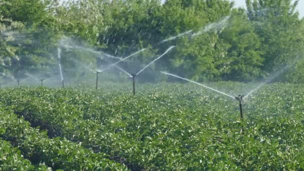 Landbouw, aardappel veld drenken, irrigatiesysteem — Stockvideo