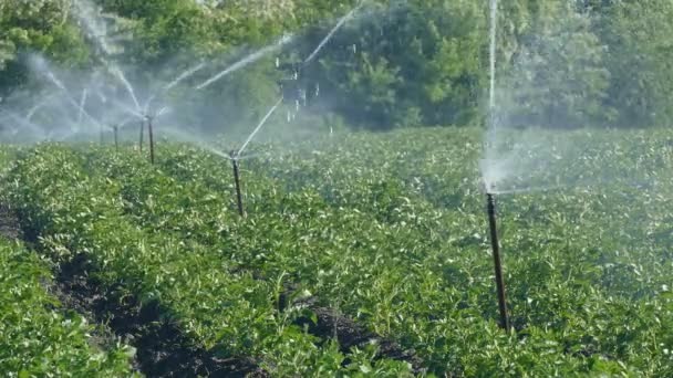 Сільське господарство, полив картопляного поля, зрошувальна система — стокове відео