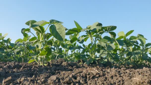 Planta de soja em campo — Vídeo de Stock