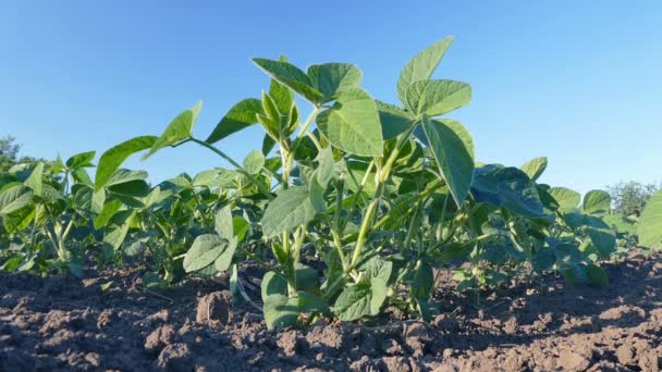 Soybean plant in a field — Stock Video