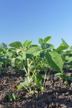 Tarım, soya tesisi alanı