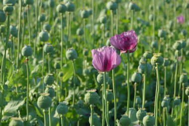 Haşhaş çiçek ve yeşil koza