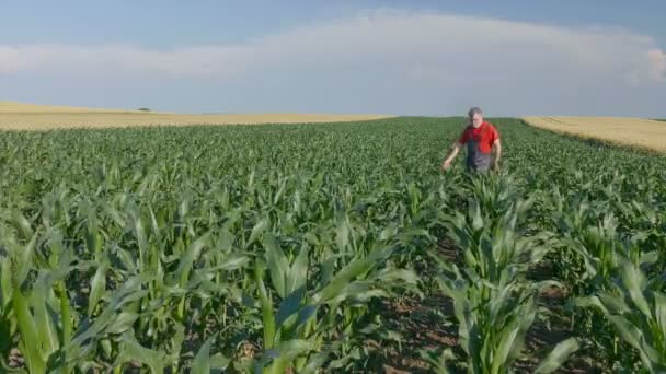 Landbouw, boer in maïsveld — Stockvideo