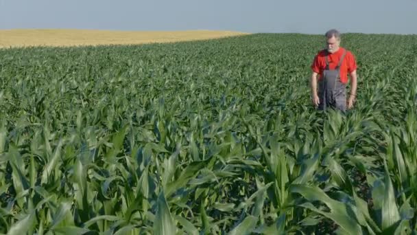 Zemědělství, farmář s telefonem v kukuřičném poli — Stock video