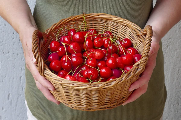 Agriculture, sweet cherry fruit in basket — Stock Photo, Image