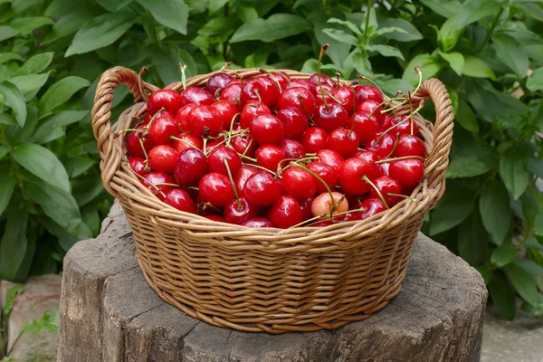 Сільське господарство, солодкі вишневі фрукти в кошику — стокове фото